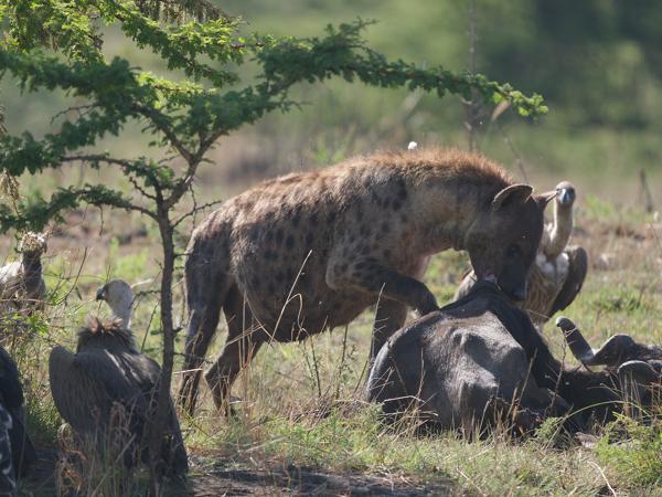 <h3><a href="/trips/tanzania/biota/animalia/chordata/mammalia/carnivora/hyaenidae/crocuta crocuta/crocuta crocuta-nl.html">Crocuta&nbsp;crocuta</a> / Spotted&nbsp;hyena / Gevlekte&nbsp;hyena</h3>OM-1 Mark II met OLYMPUS M.150-400mm F4.5, 1/640 sec  bij F5.0, ISO 500, afstand 40.8&nbsp;m